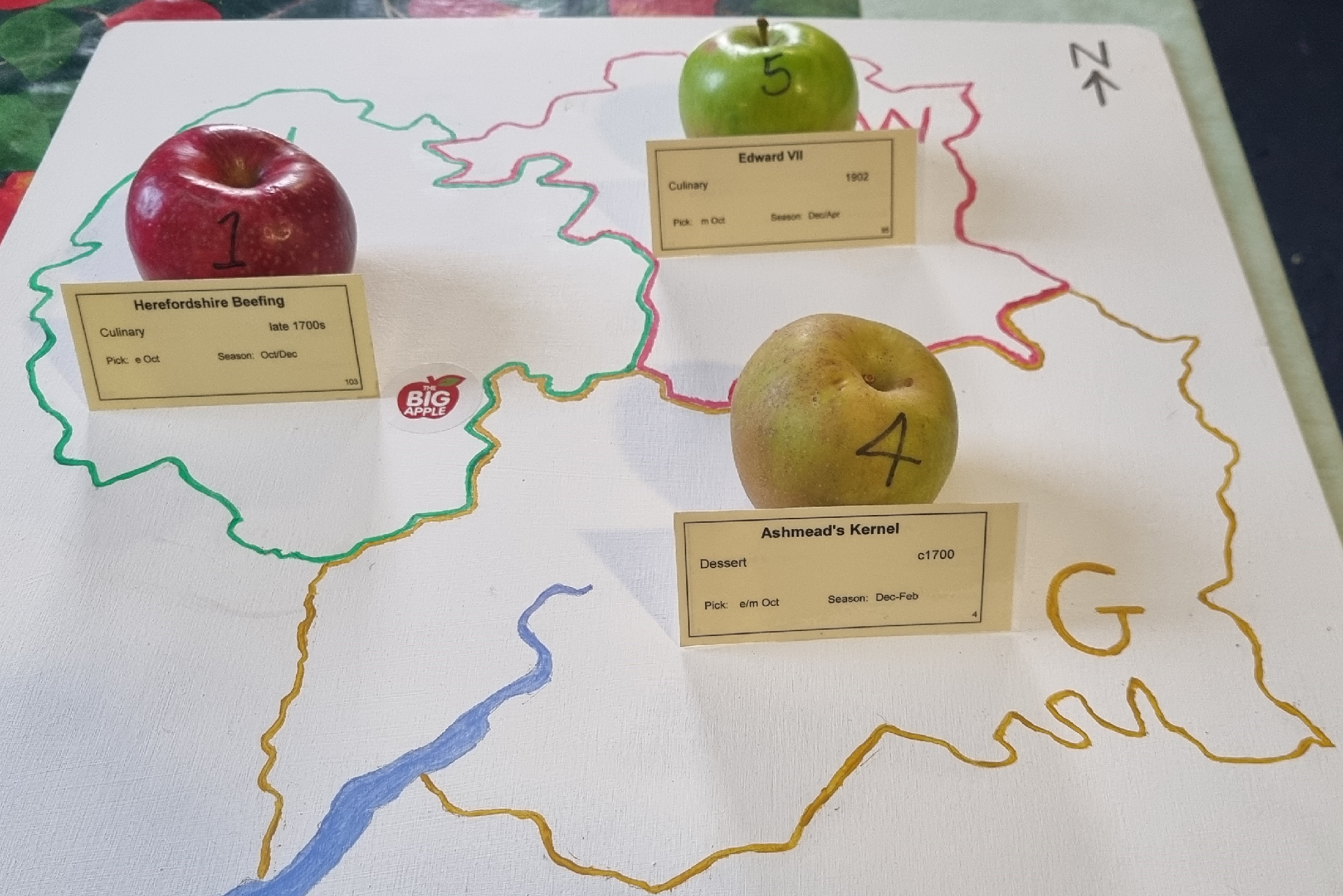 Correct placements of apples in the competition.